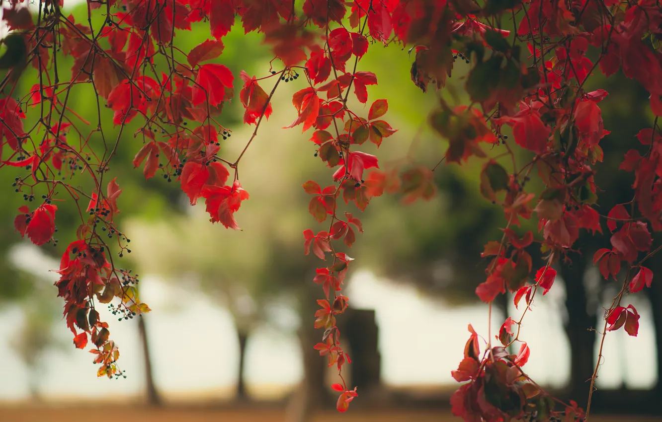 Photo wallpaper leaves, branches, berries, wild grapes