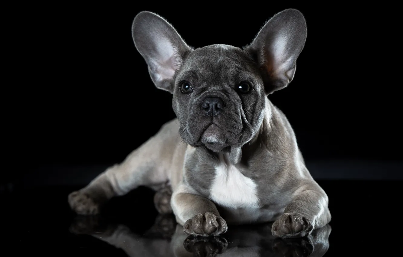 Photo wallpaper dog, French bulldog, puppy francescopaolo, щенокголубогофранцузскогобульдога