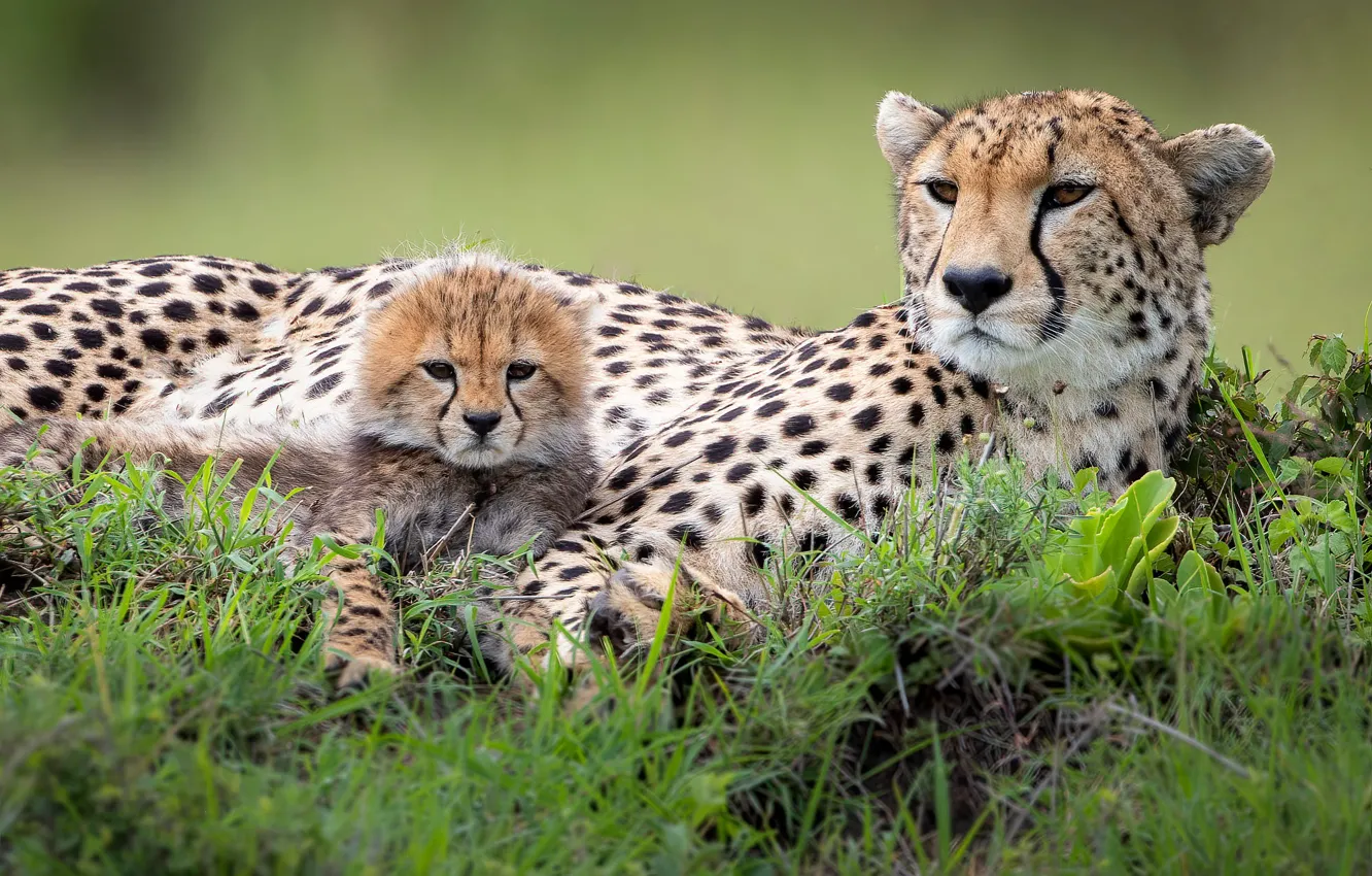 Photo wallpaper grass, stay, baby, pair, Cheetah, cub, mom, two