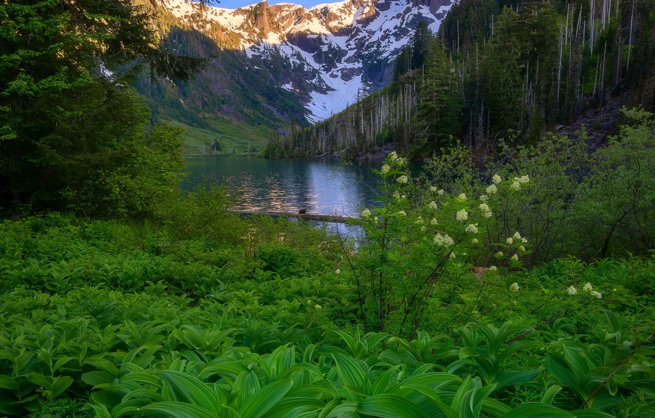Photo wallpaper greens, forest, leaves, mountains, thickets