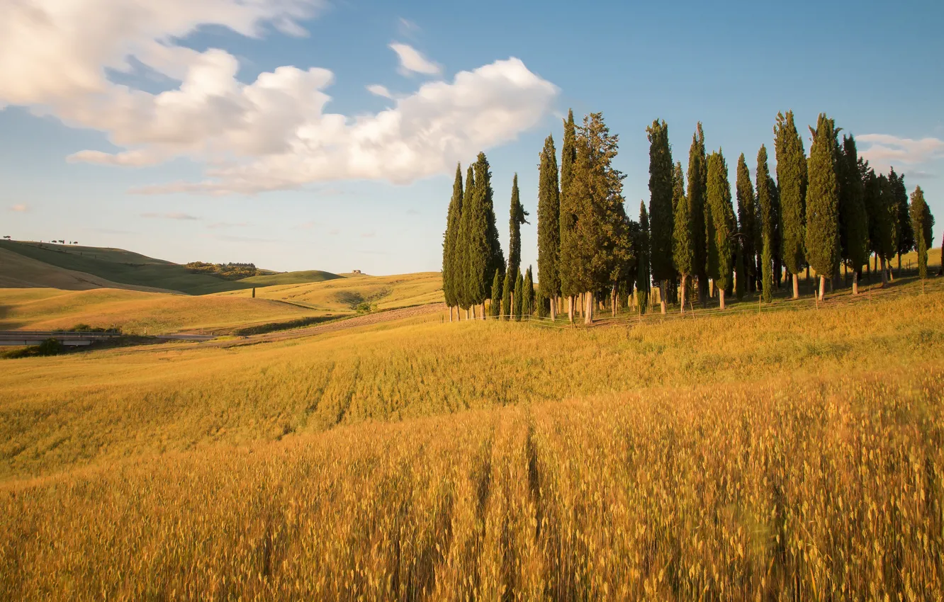 Photo wallpaper field, clouds, trees, hills, slope, space, Italy, ears