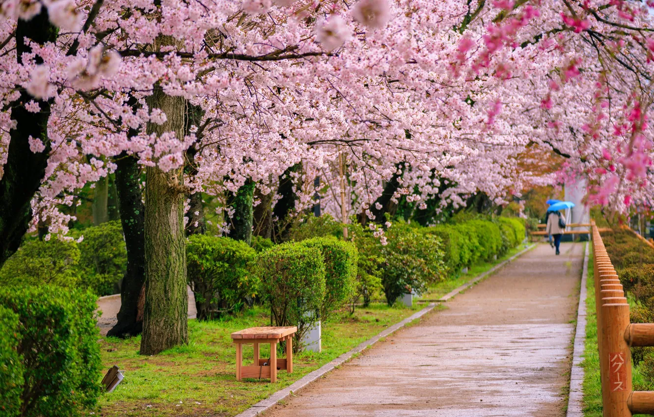 Photo wallpaper Japan, the cherry blossoms, alley in the Park