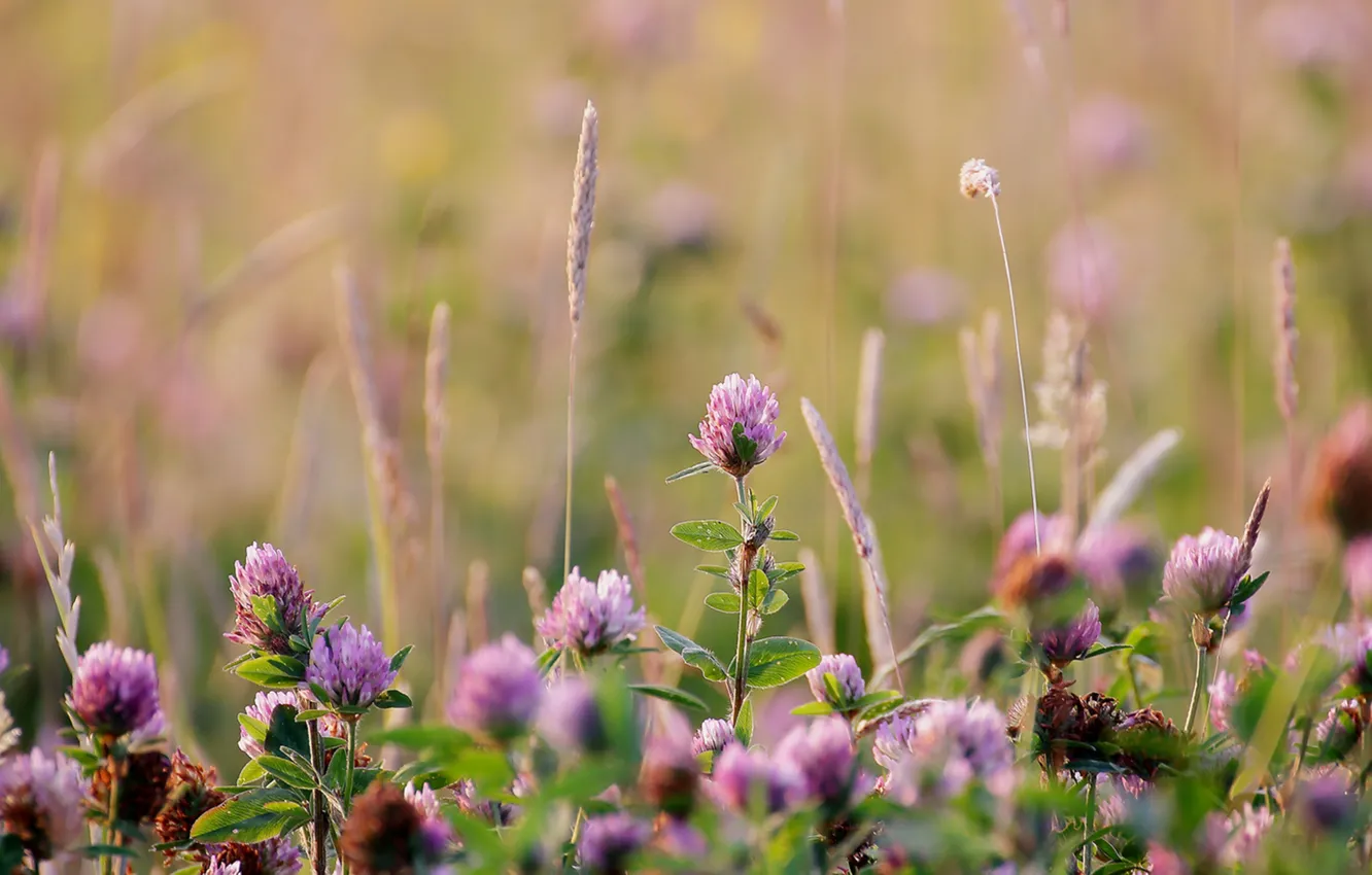 Photo wallpaper grass, clover, field
