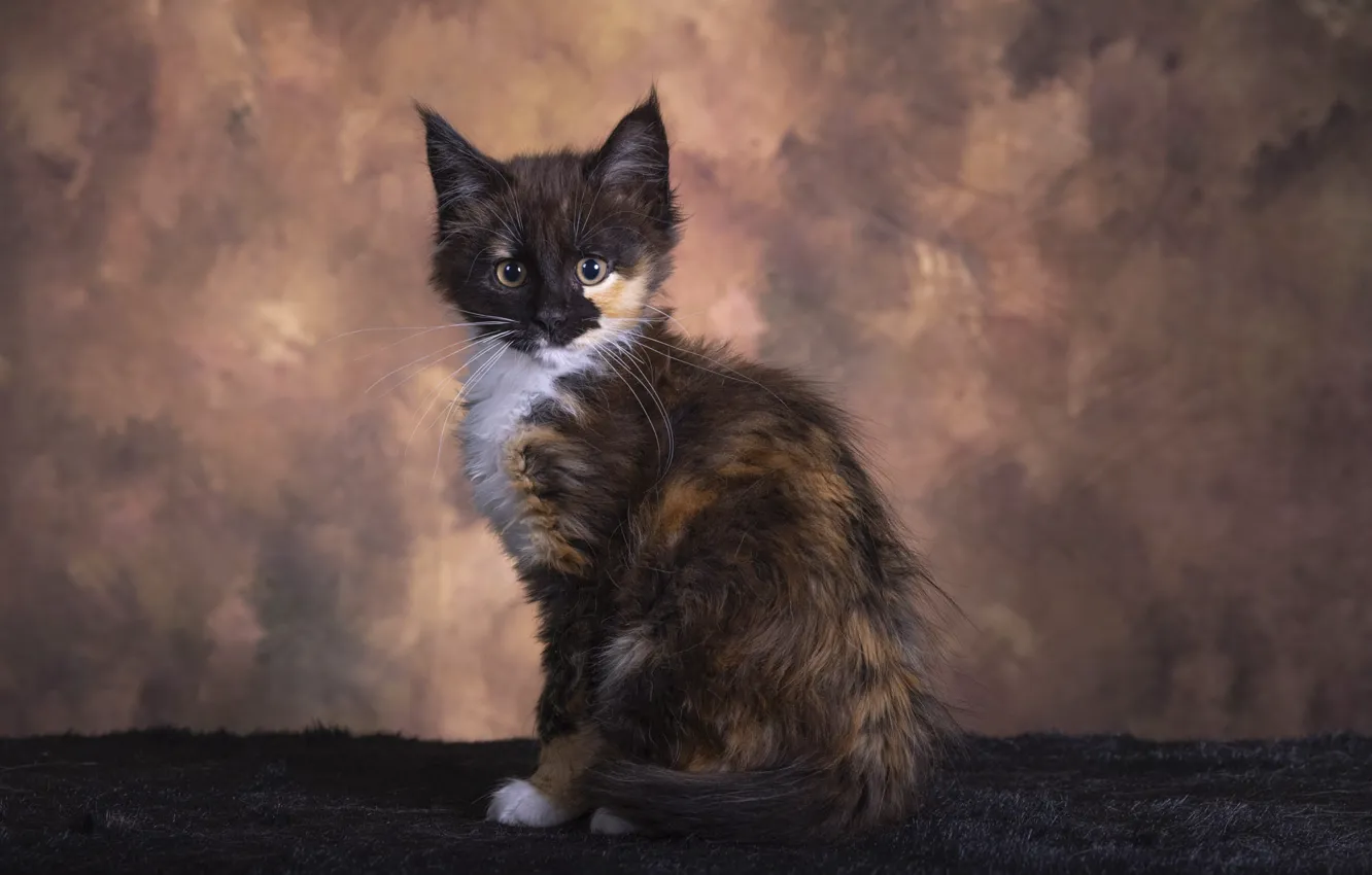 Photo wallpaper cat, kitty, face, sitting, spotted, Studio, Maine Coon, motley