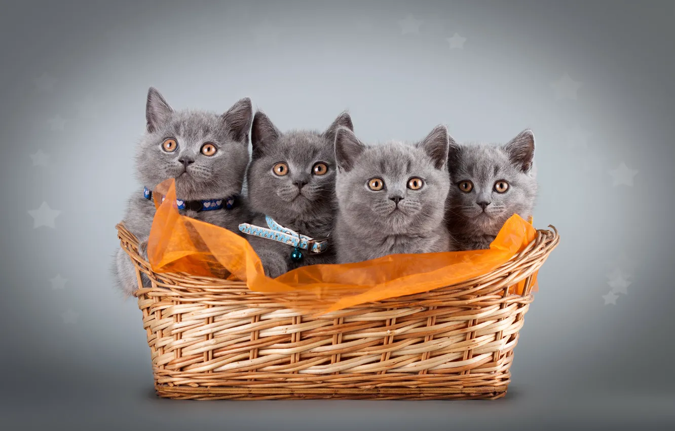 Photo wallpaper cats, kitty, grey, kittens, fabric, basket, photoshoot, British
