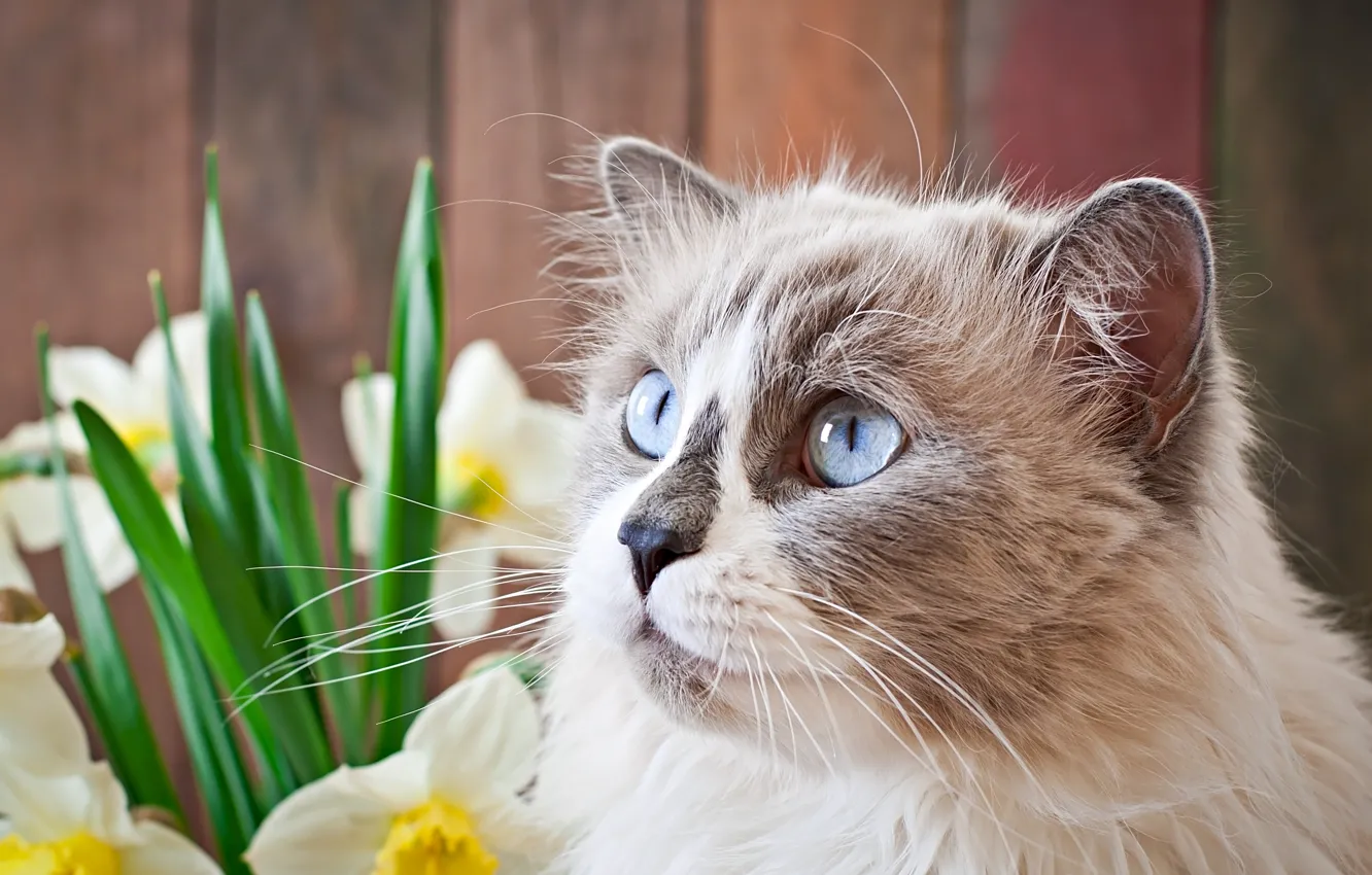 Photo wallpaper cat, cat, look, flowers