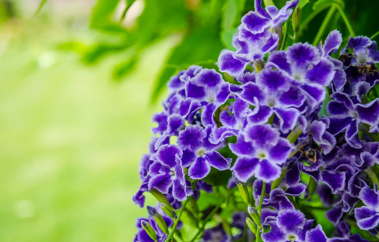 Photo wallpaper macro, nature, petals, Duranta