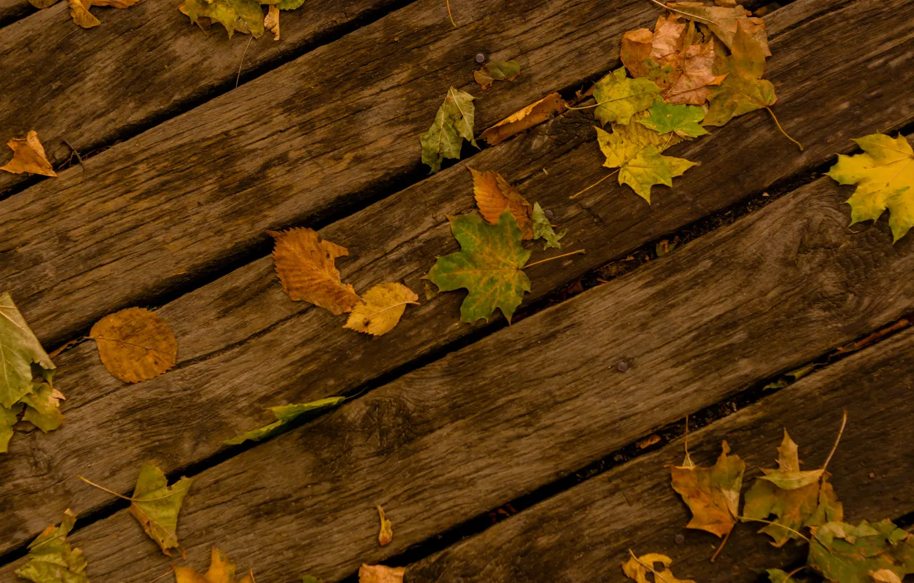 Photo wallpaper autumn, leaves, tree, track, maple