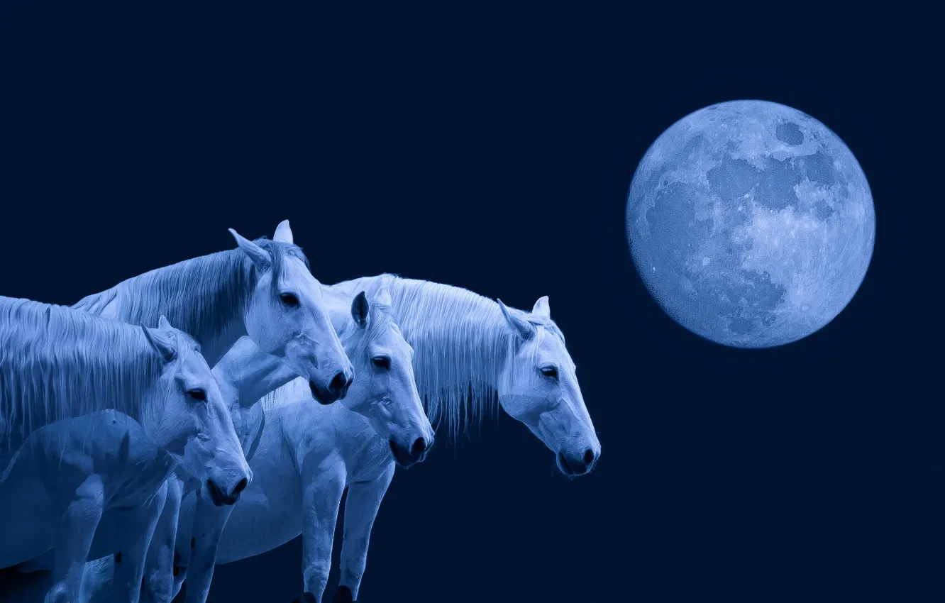 Photo wallpaper night, the moon, horse, the herd
