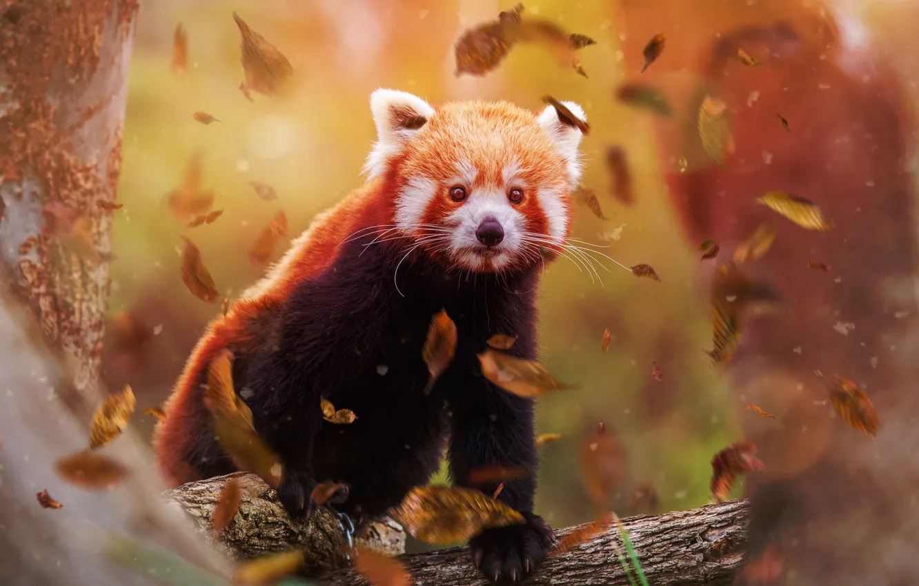 Photo wallpaper autumn, look, leaves, light, trees, pose, animal, foliage