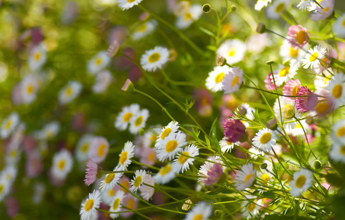 Photo wallpaper field, petals, stem, view, bokeh, Daisy