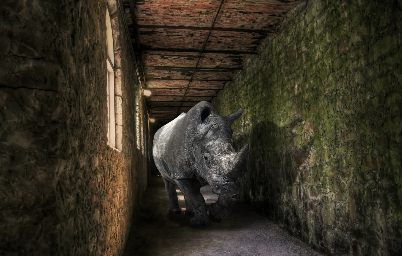 Photo wallpaper background, Rhino, the room