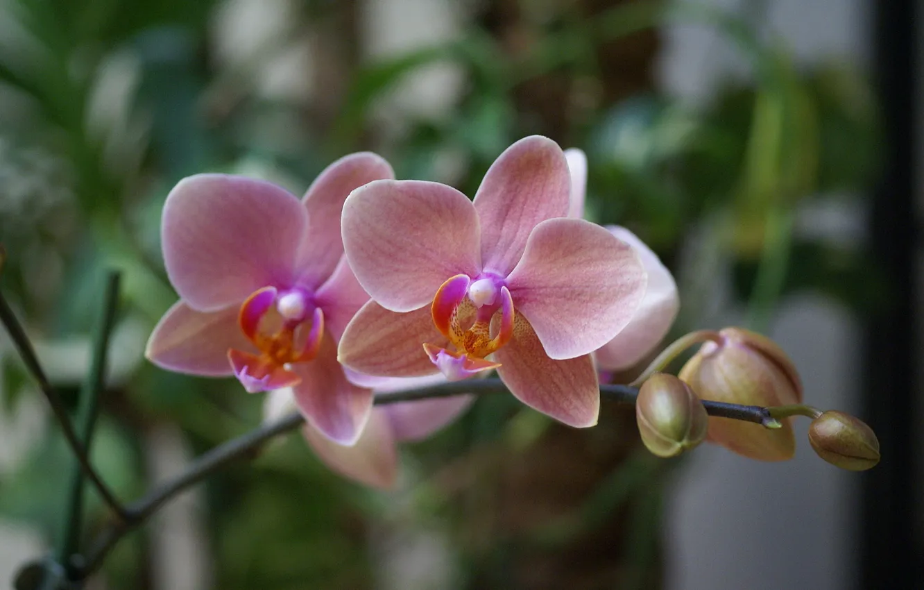 Photo wallpaper flowers, pink, beauty, exotic, Orchid, pink, blossom, Phalaenopsis