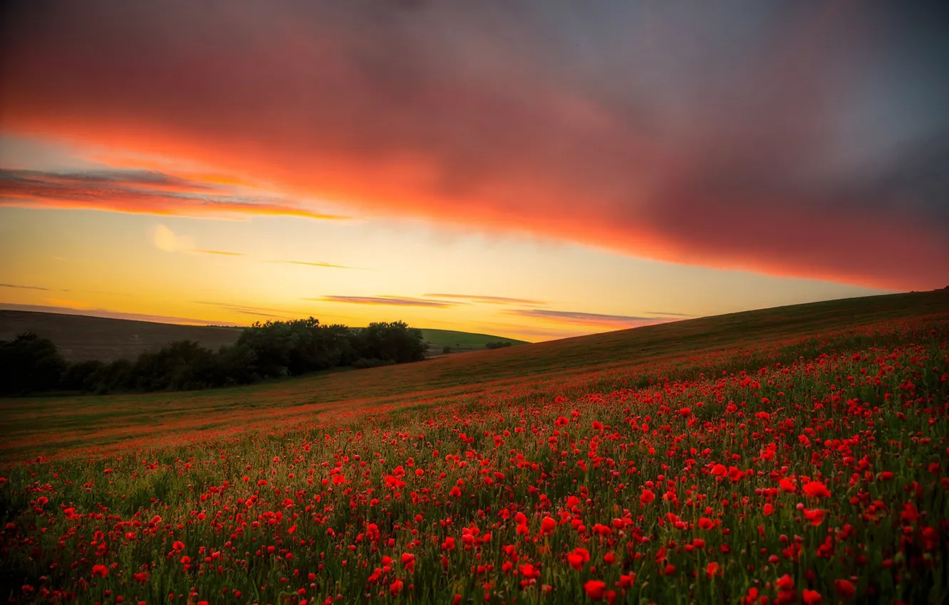 Photo wallpaper field, the sky, sunset, flowers, Maki