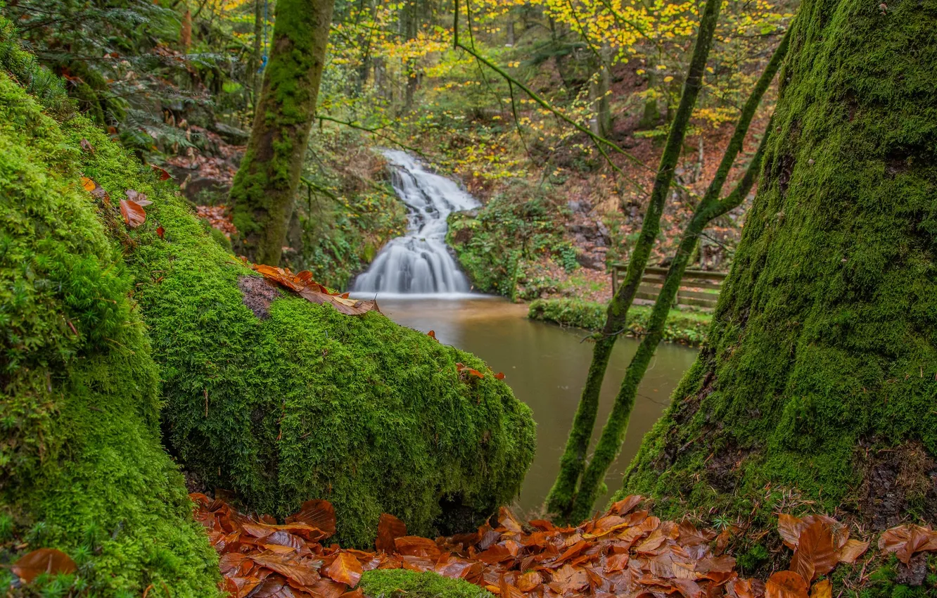 Photo wallpaper autumn, forest, leaves, trees, nature, waterfall, moss