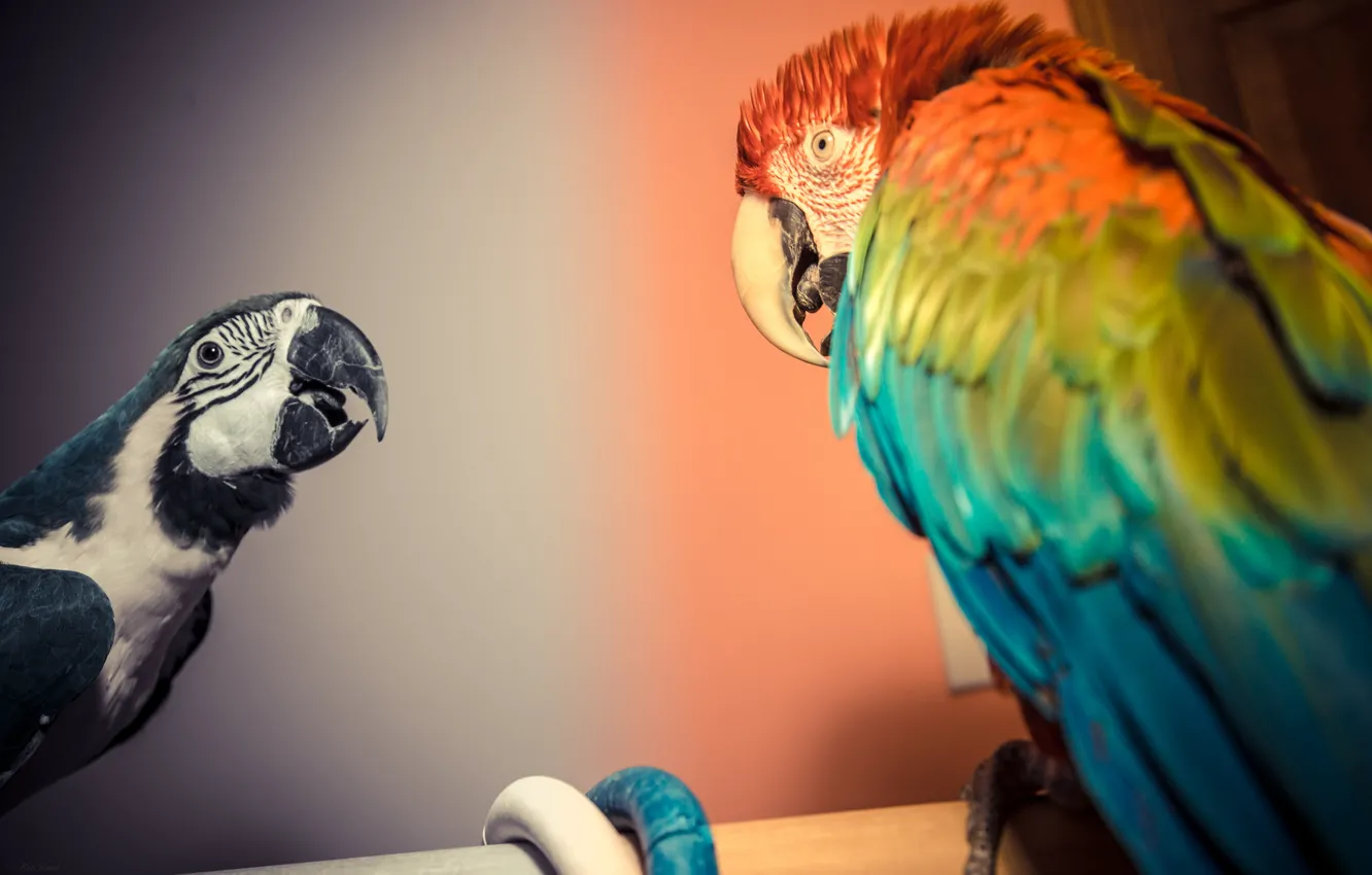 Photo wallpaper birds, pair, parrots