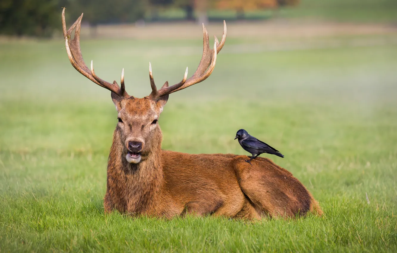 Photo wallpaper grass, field, crow, park, friends, deer, wildlife, antlers