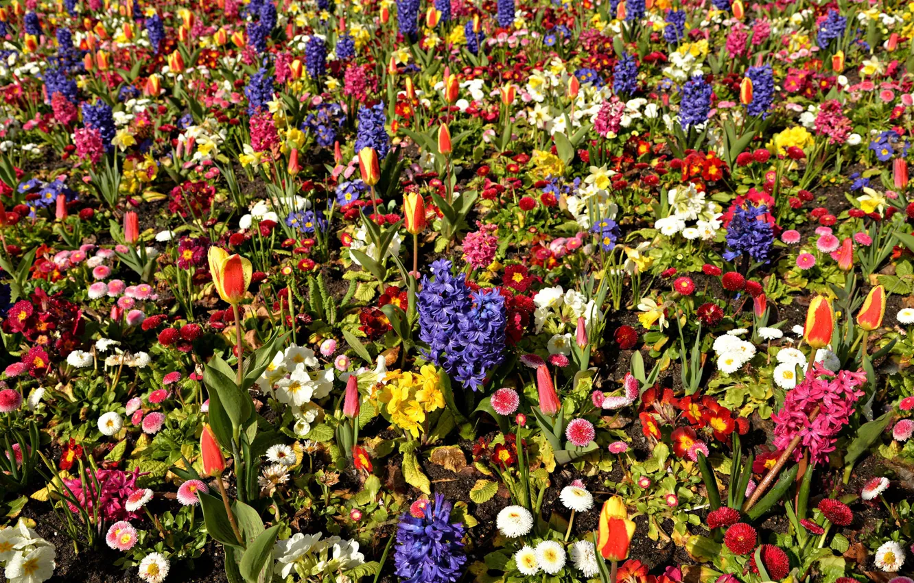 Photo wallpaper flowers, England, meadow, Shrewsbury