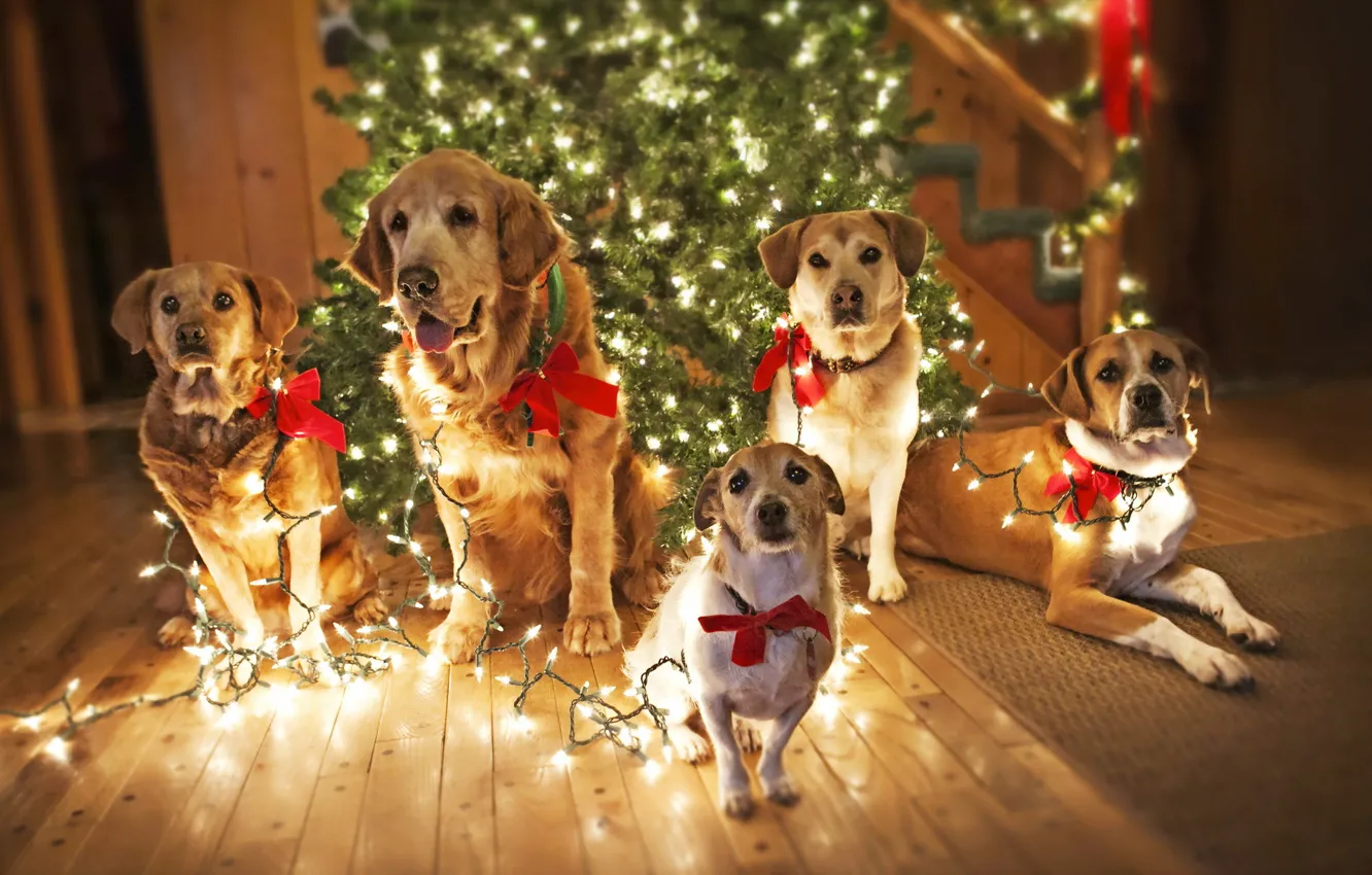 Photo wallpaper dogs, holiday, tree