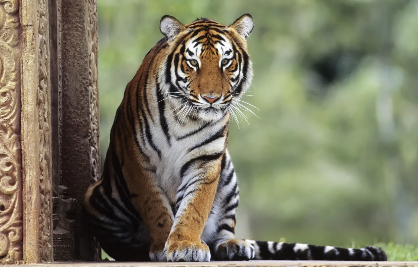 Photo wallpaper animals, cats, tiger