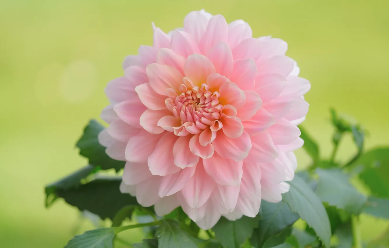 Photo wallpaper macro, flowers, pink, green background, dahlias, Terry