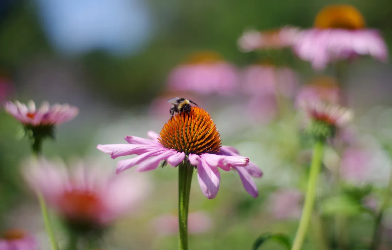 Photo wallpaper flower, summer, macro, flowers, bee, background, blur, garden