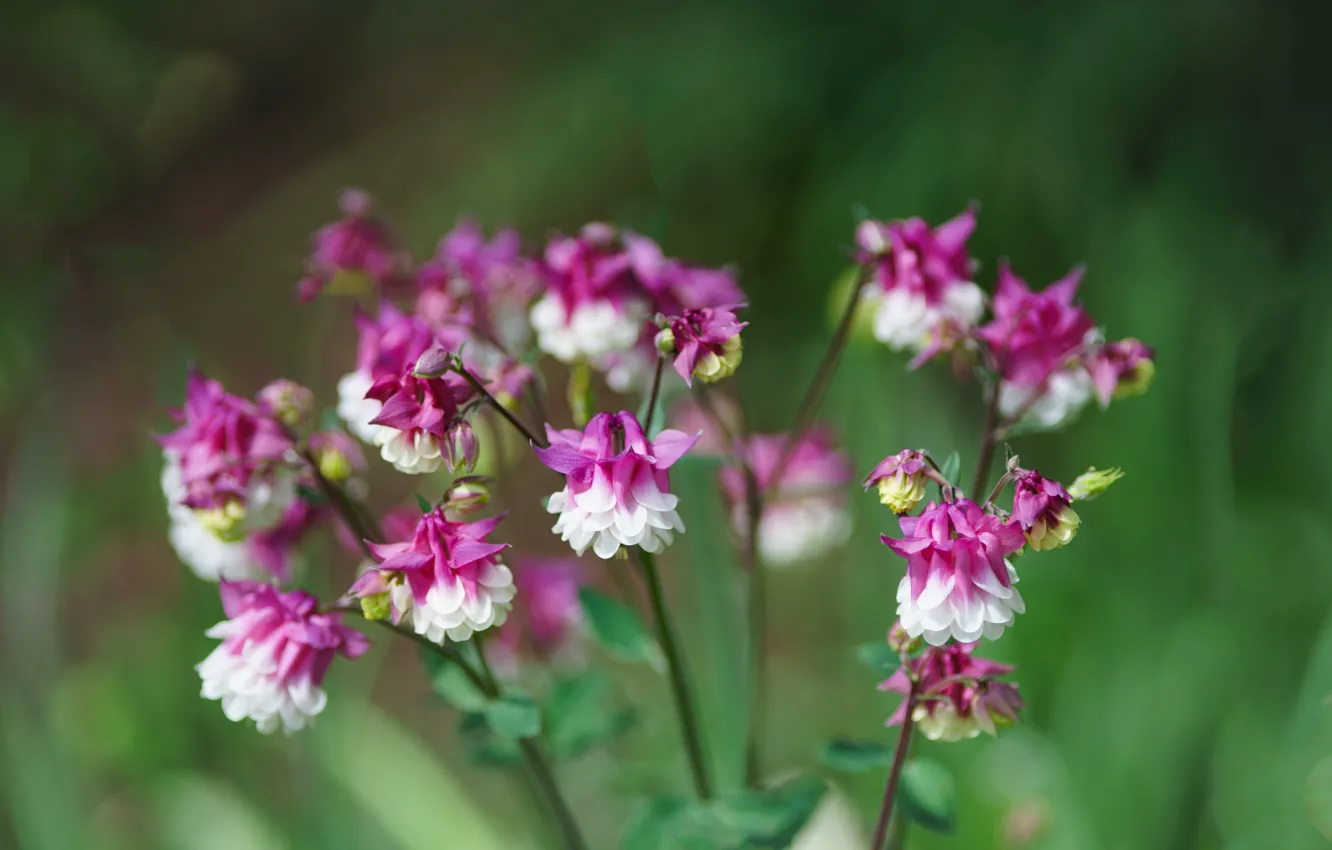Photo wallpaper flowers, the catchment, Aquilegia