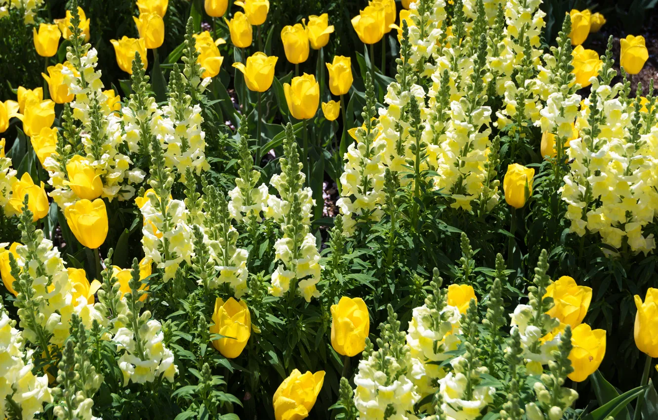Photo wallpaper flowers, yellow flowers, snapdragons, flowerbed, tulips