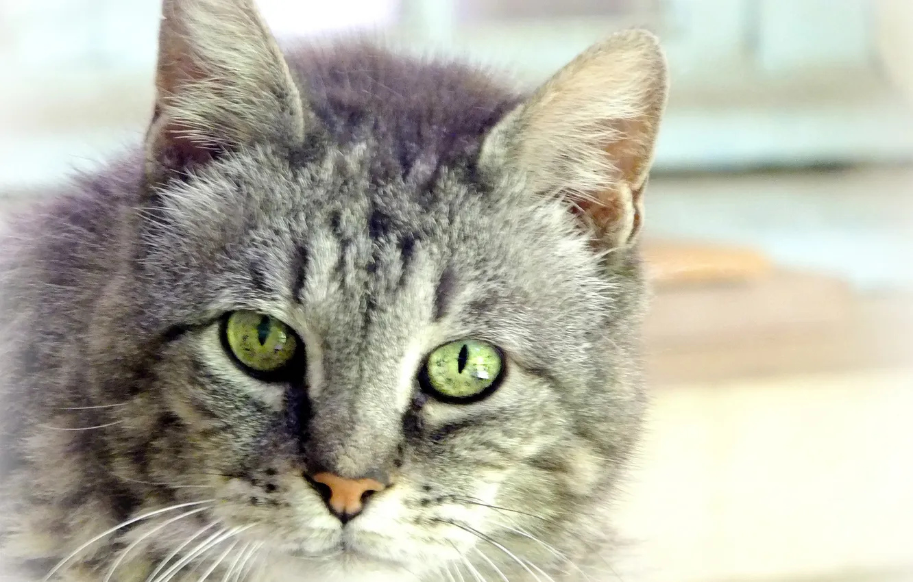 Photo wallpaper cat, cat, look, grey, portrait, blur