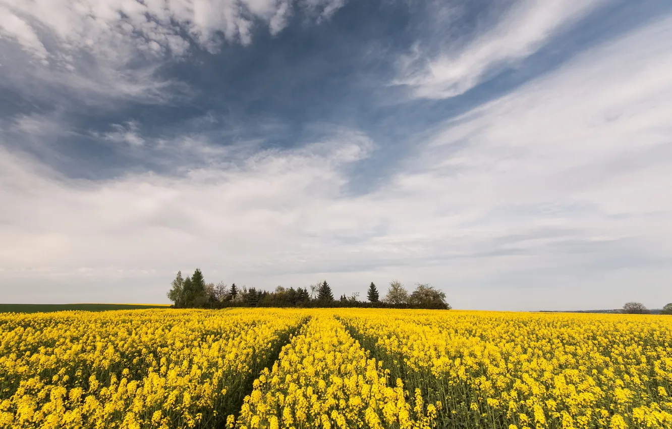 Photo wallpaper field, summer, landscape, nature, rape