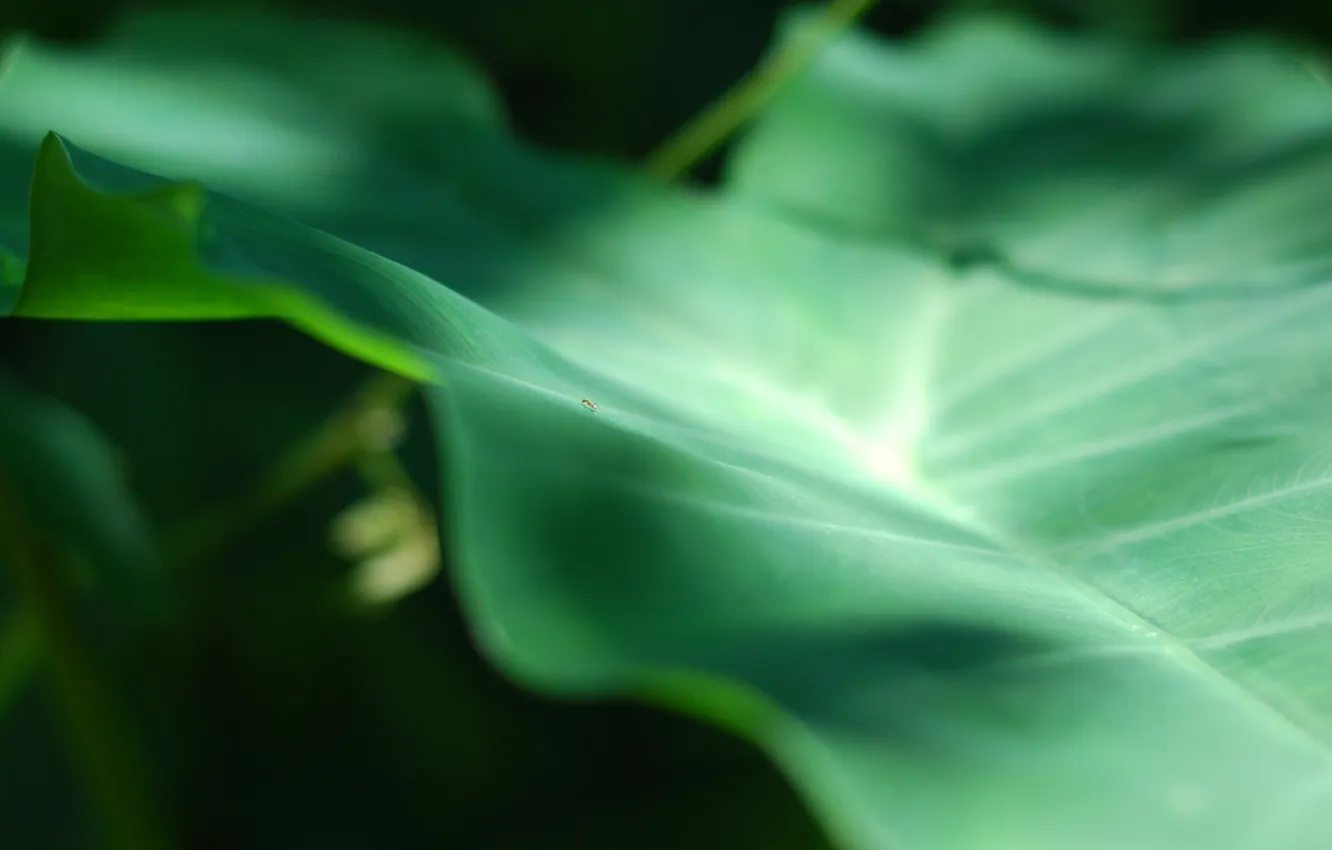 Photo wallpaper the sun, macro, light, leaf, ants, insect, light, macro