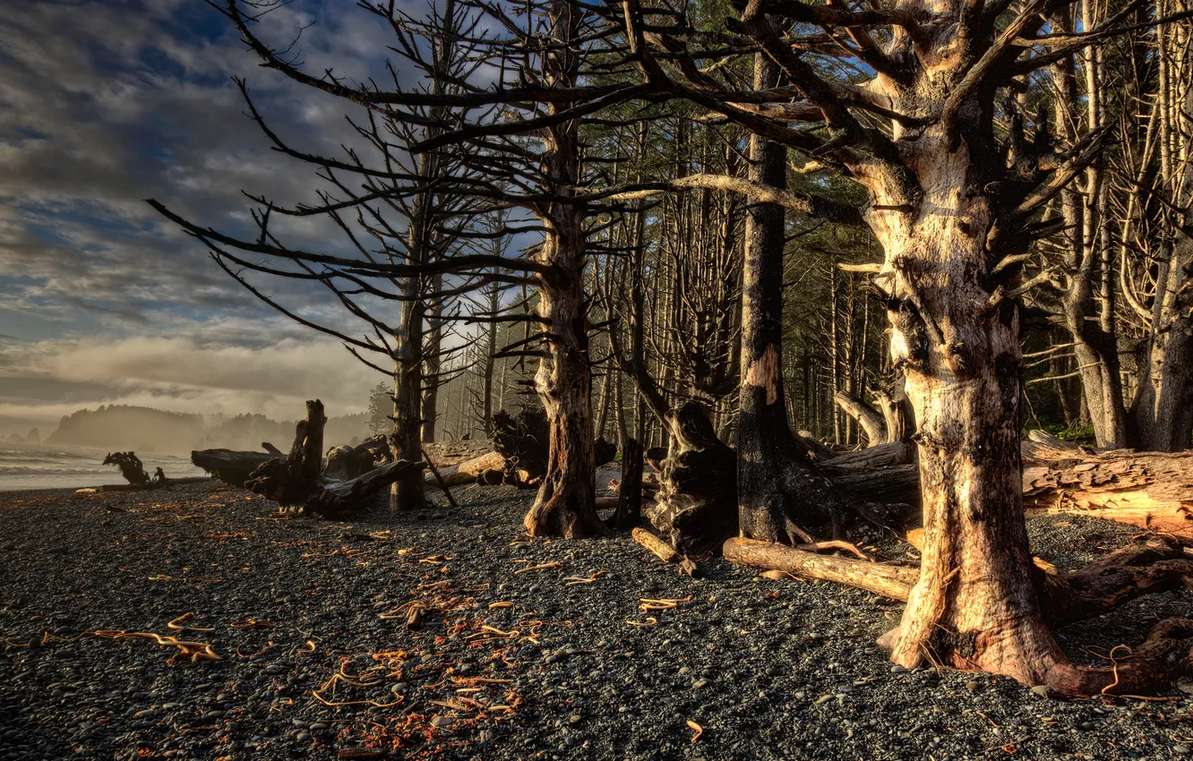 Photo wallpaper sea, forest, the sky, clouds, trees