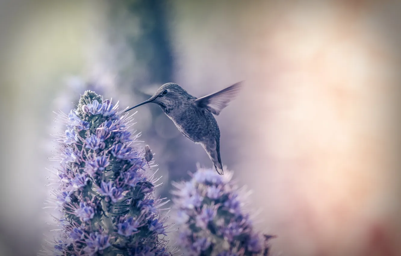 Photo wallpaper macro, flowers, bird