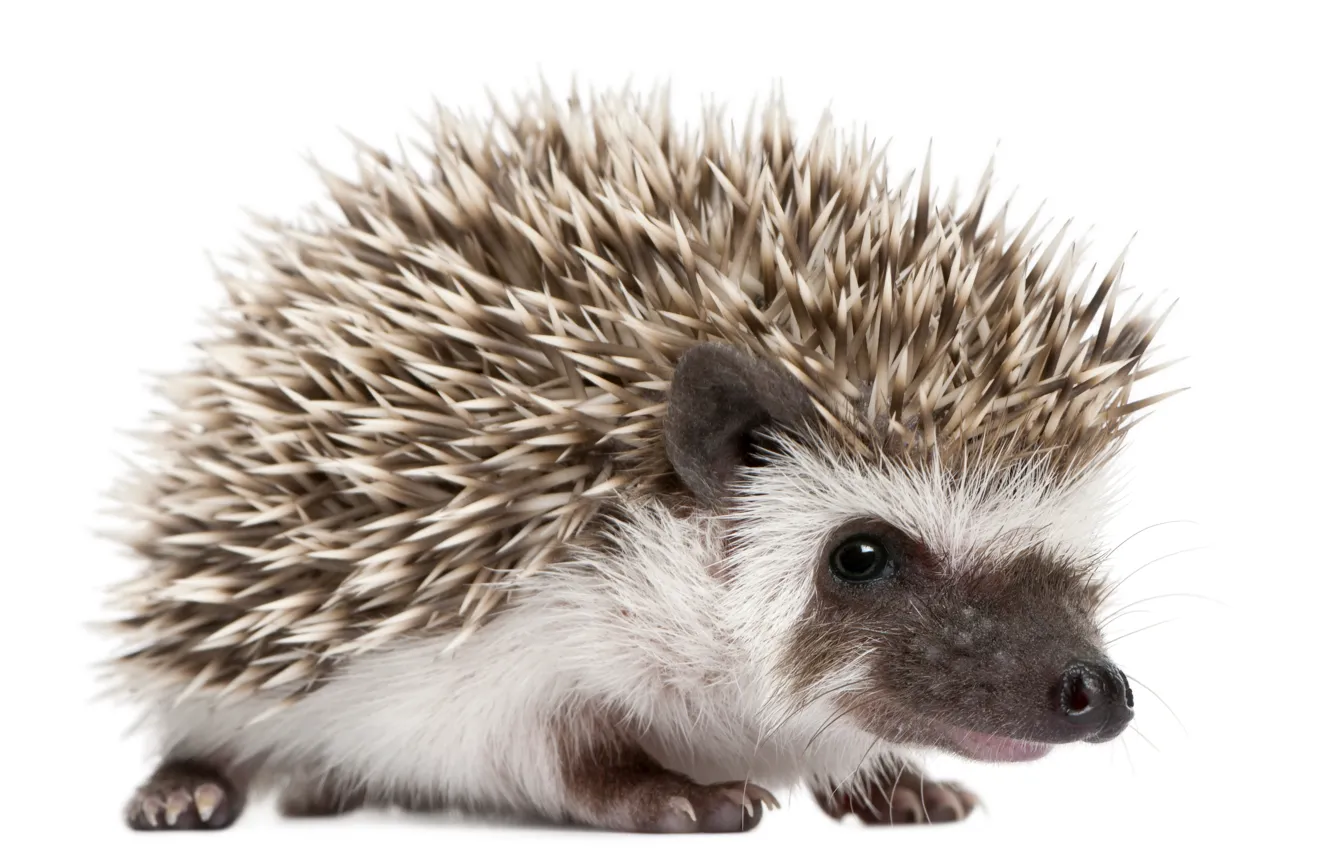 Photo wallpaper white background, hedgehog