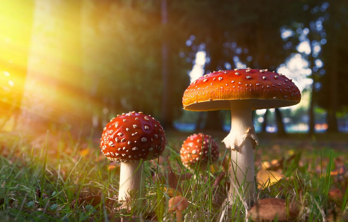 Photo wallpaper light, glade, mushrooms, mushroom