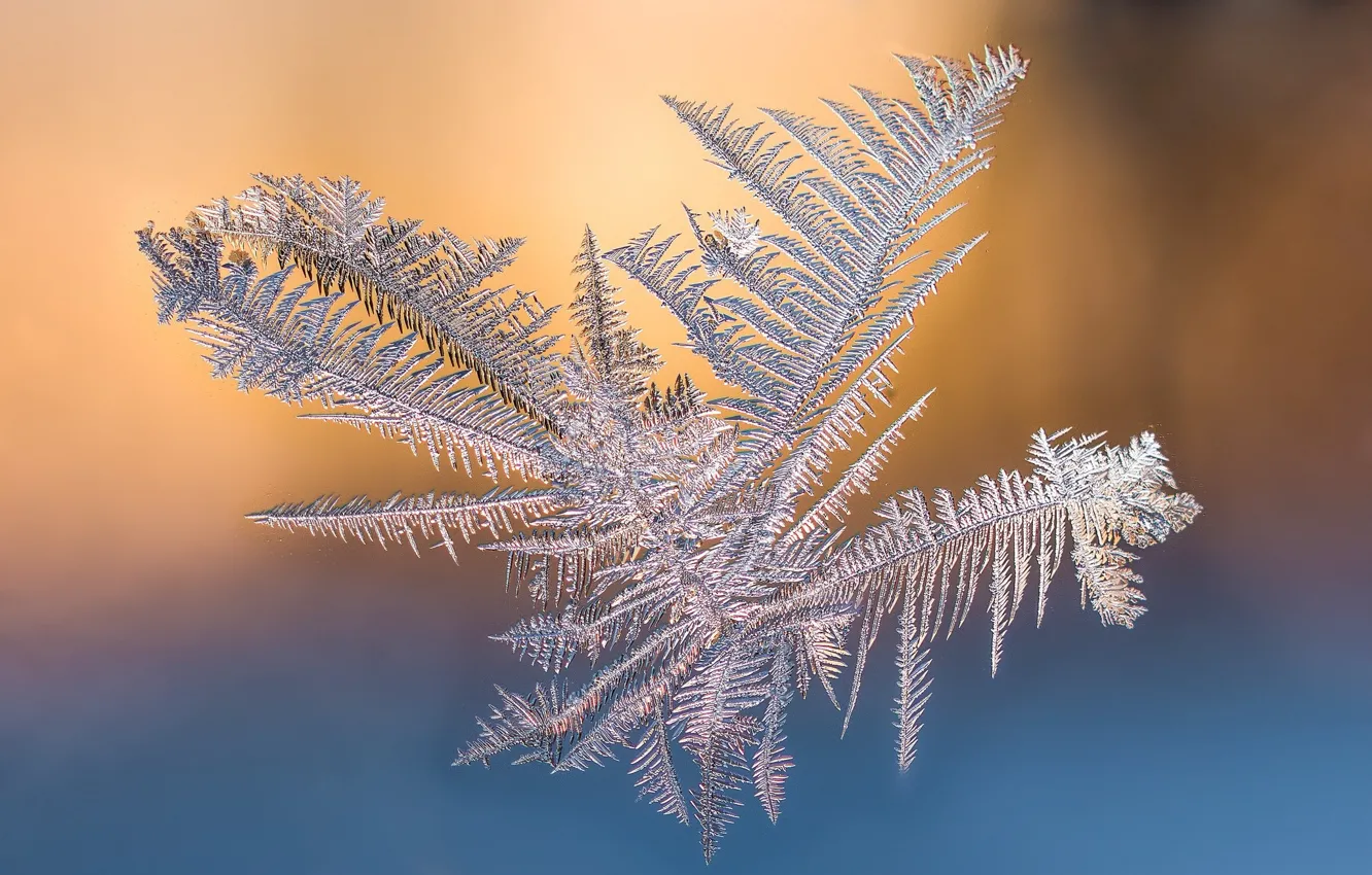 Photo wallpaper frost, background, snowflake