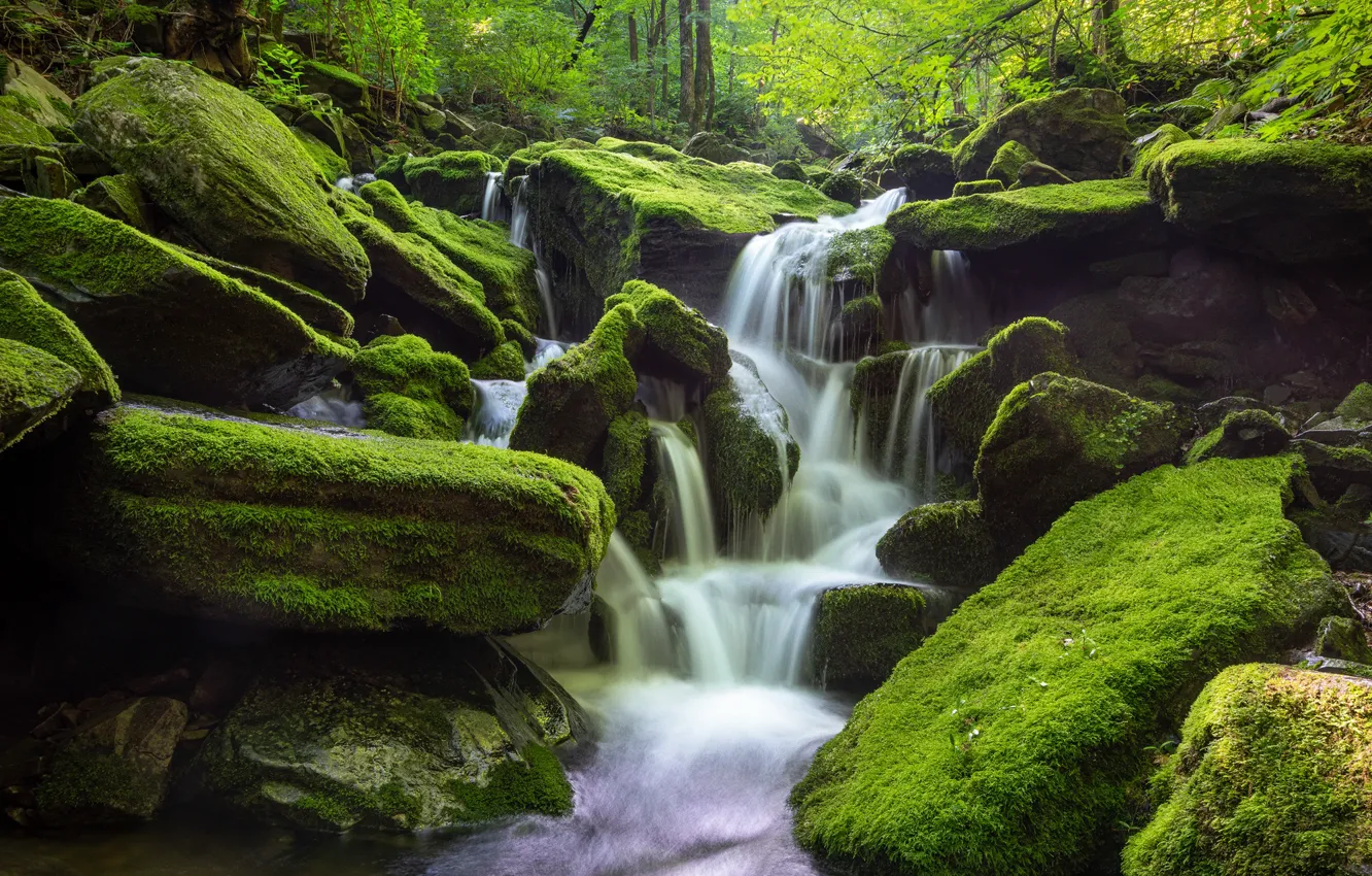 Photo wallpaper forest, water, nature, stones, waterfall, moss, South Korea