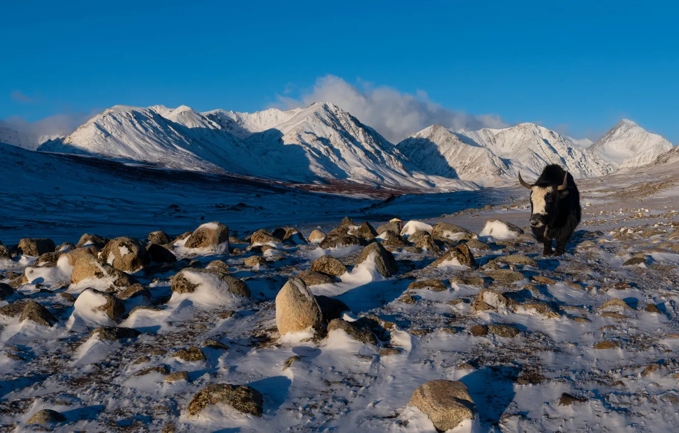 Photo wallpaper winter, snow, mountains, stones, cows, bull