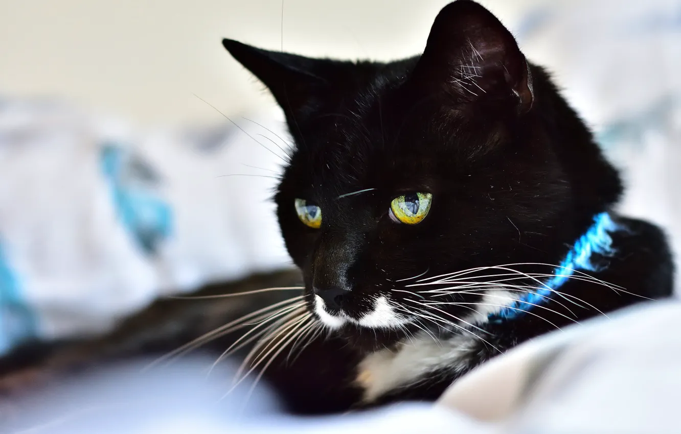 Photo wallpaper cat, cat, look, face, black, portrait, lies, collar