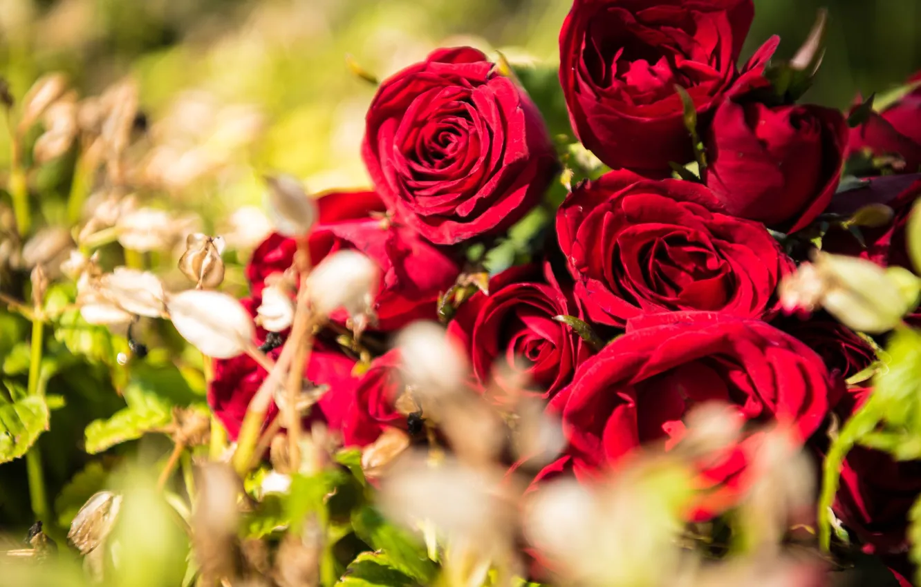 Photo wallpaper Flowers, Nature, Bouquet, Buds, Red roses