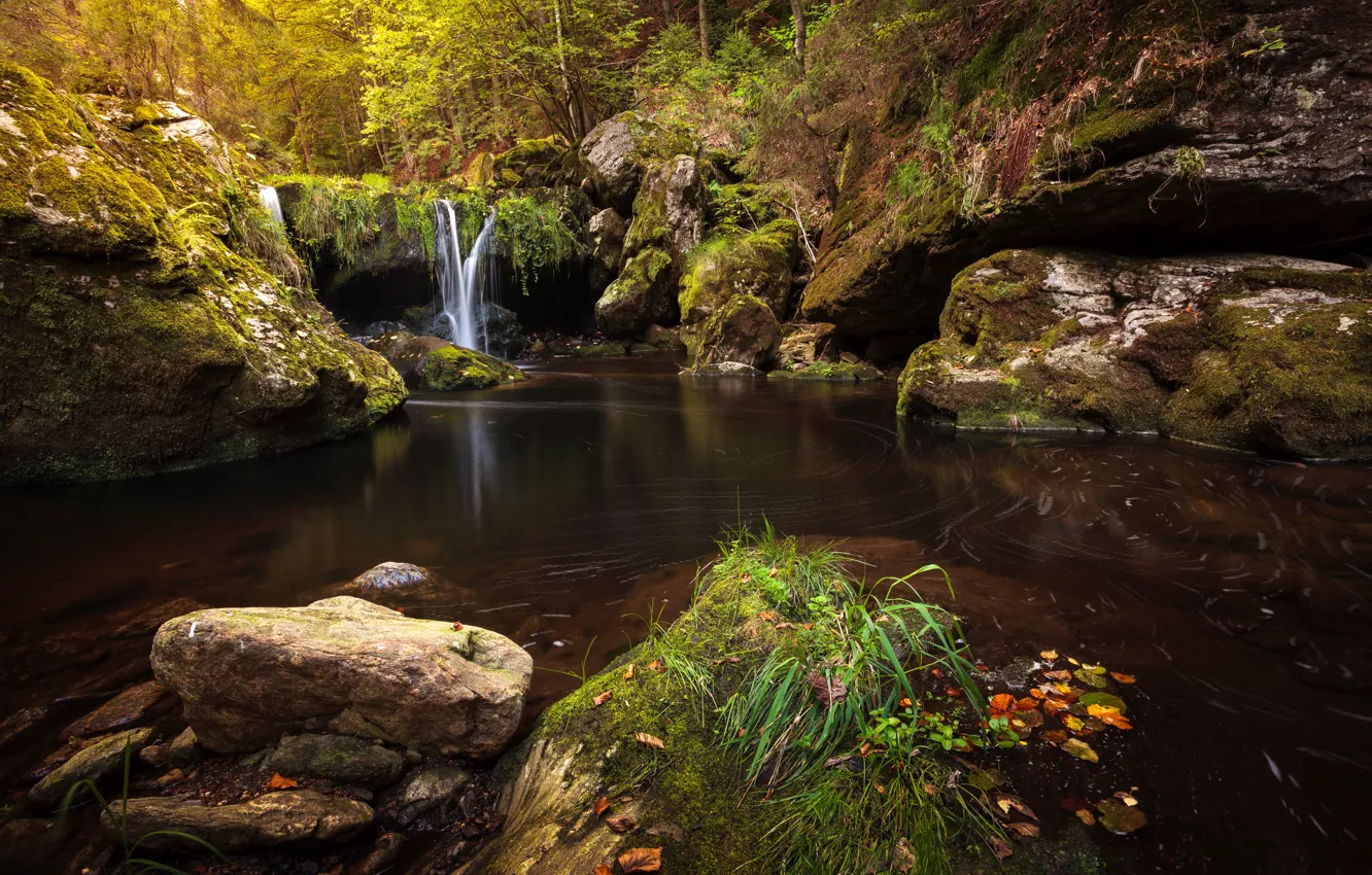 Photo wallpaper forest, trees, stream, stones, waterfall, moss