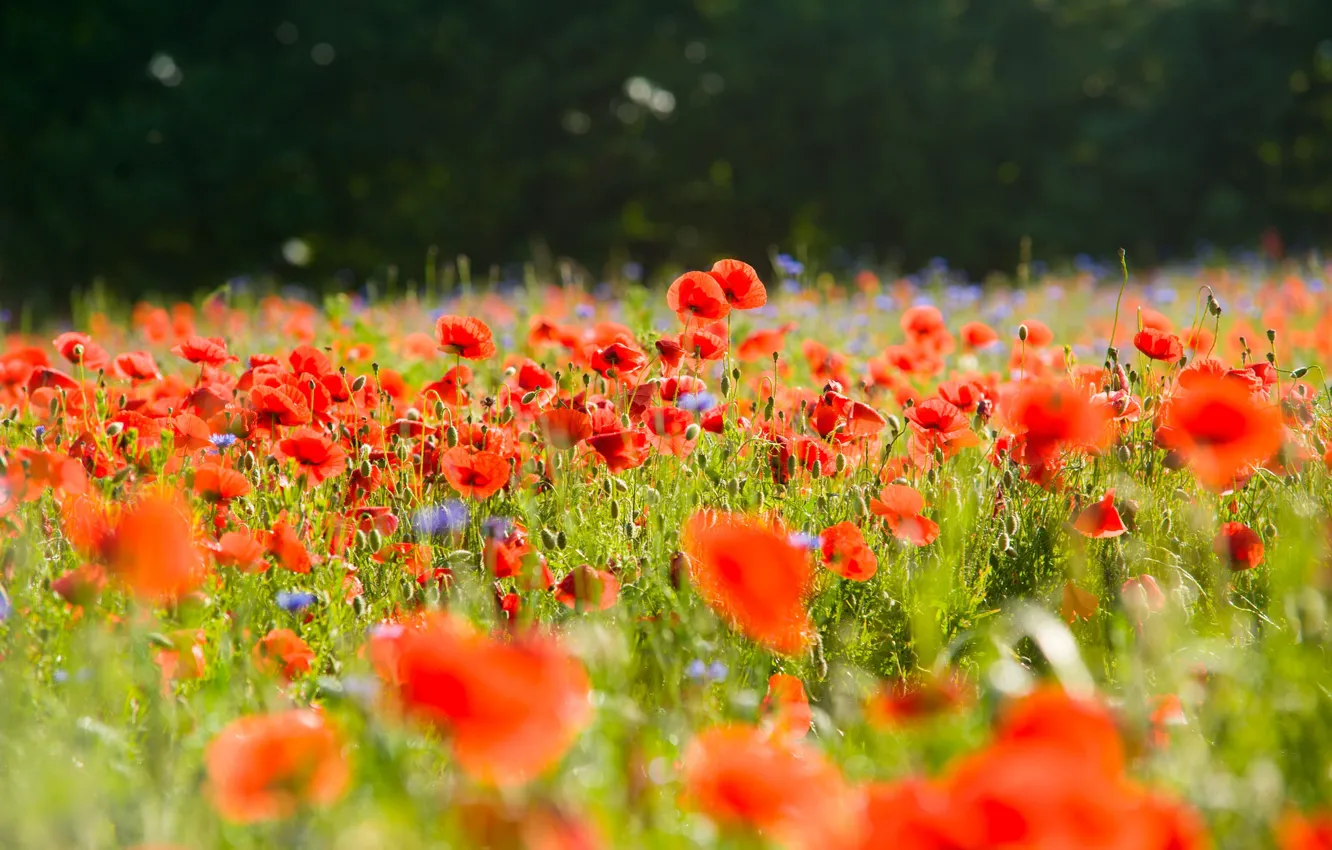 Photo wallpaper summer, flowers, Maki, bokeh, poppy field