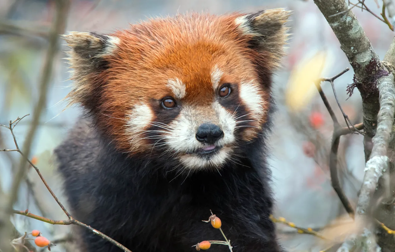 Photo wallpaper look, branches, portrait, red Panda, face, red Panda
