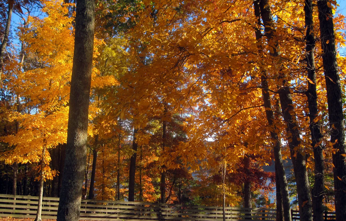 Photo wallpaper Autumn, Trees, Fall, Autumn, Colors, Trees