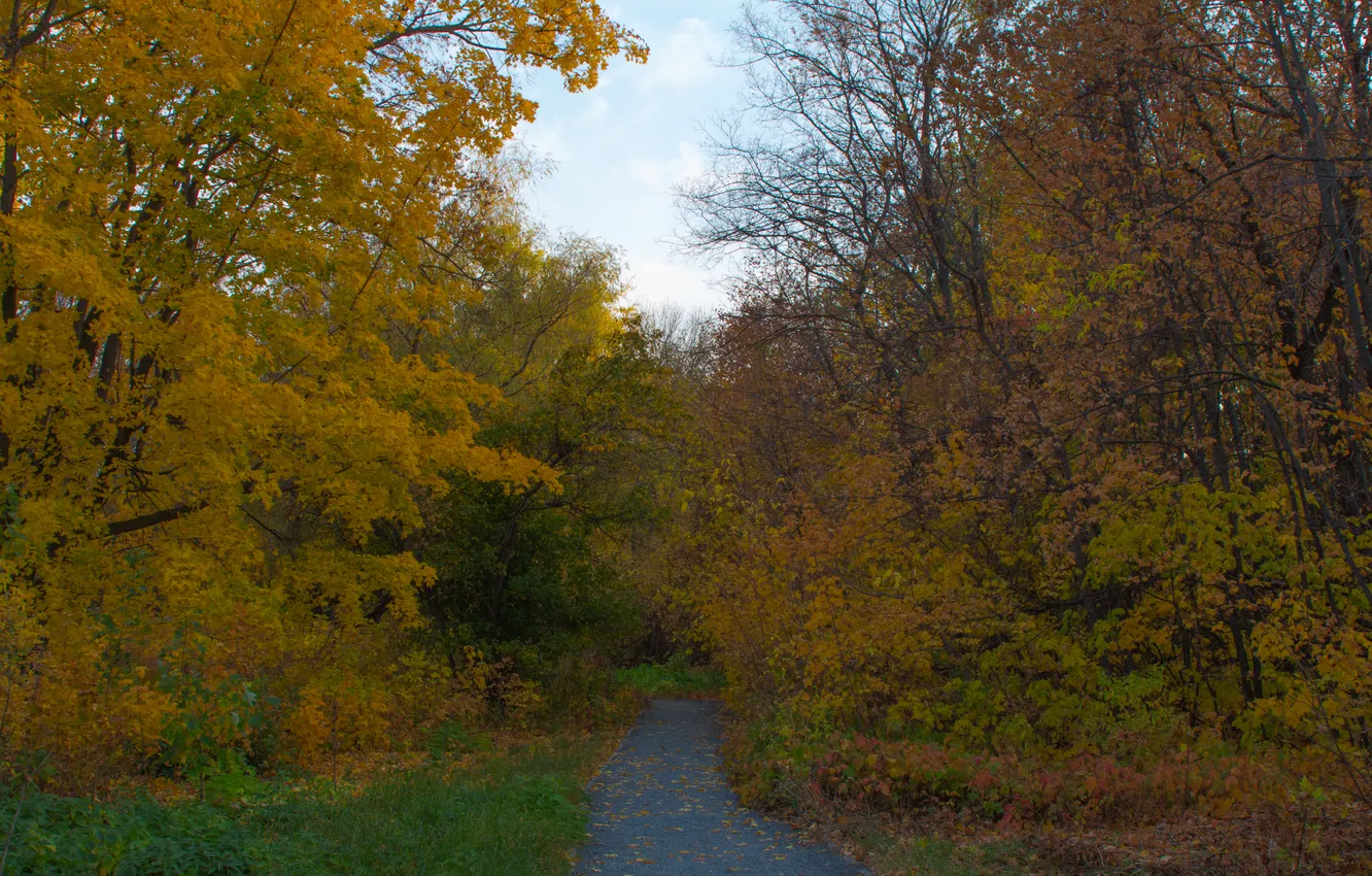 Photo wallpaper autumn, forest, trees, nature, October, Russia, Samara, Botanical garden