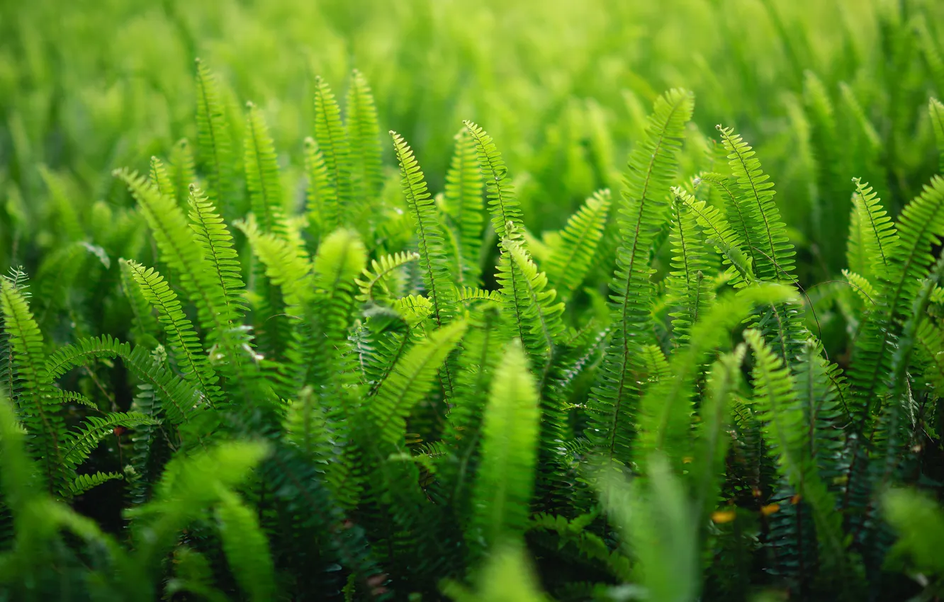 Photo wallpaper a lot, nature, leaves, greens, fern, thickets