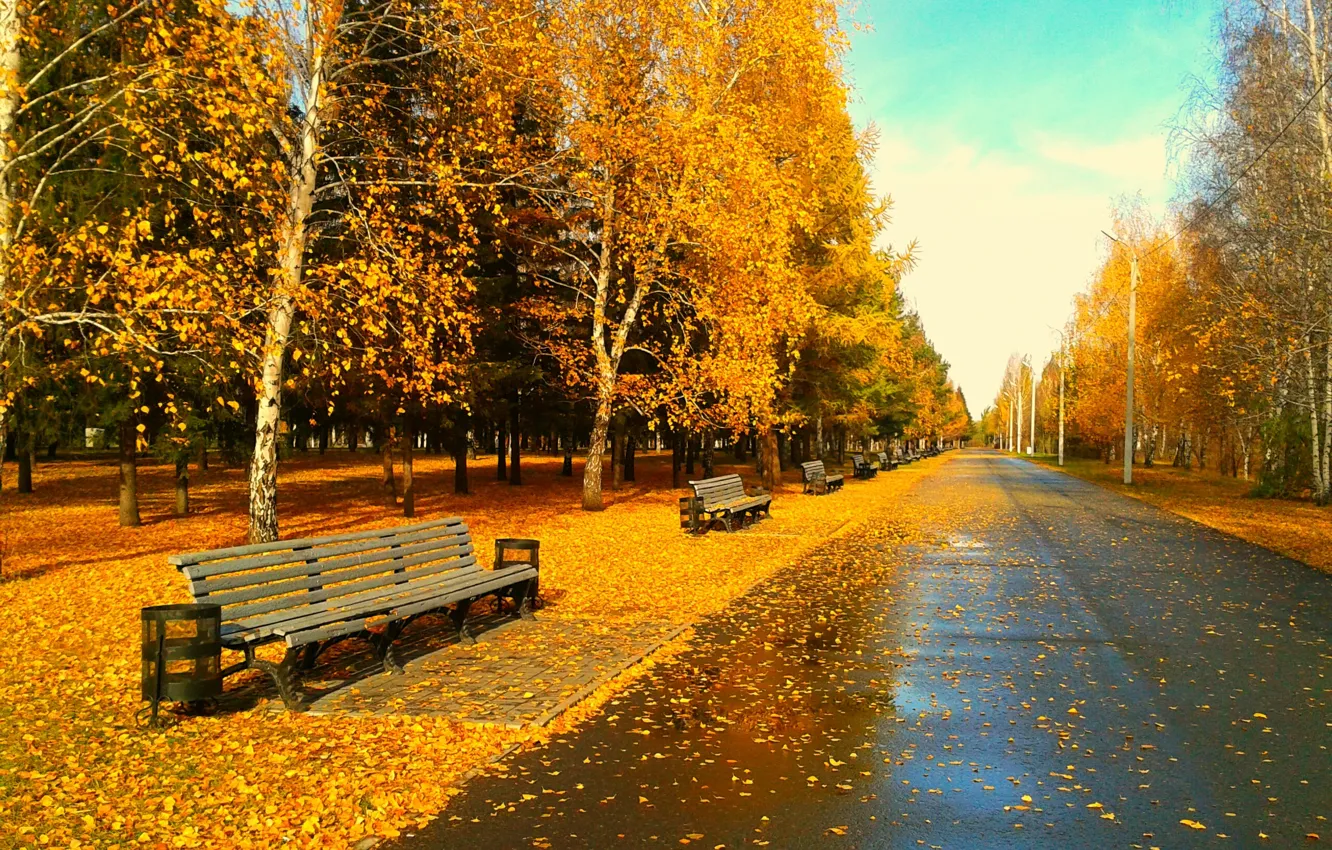 Photo wallpaper leaves, bench, foliage, the evening, Park, Golden autumn, Omsk
