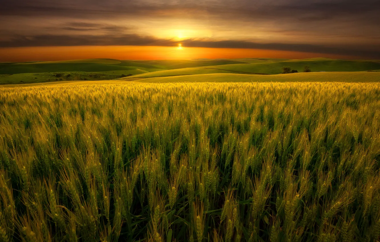 Photo wallpaper field, the sky, the sun, clouds, sunset, view, rye, the evening