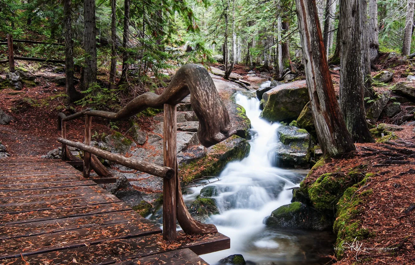 Photo wallpaper forest, nature, stream, the bridge