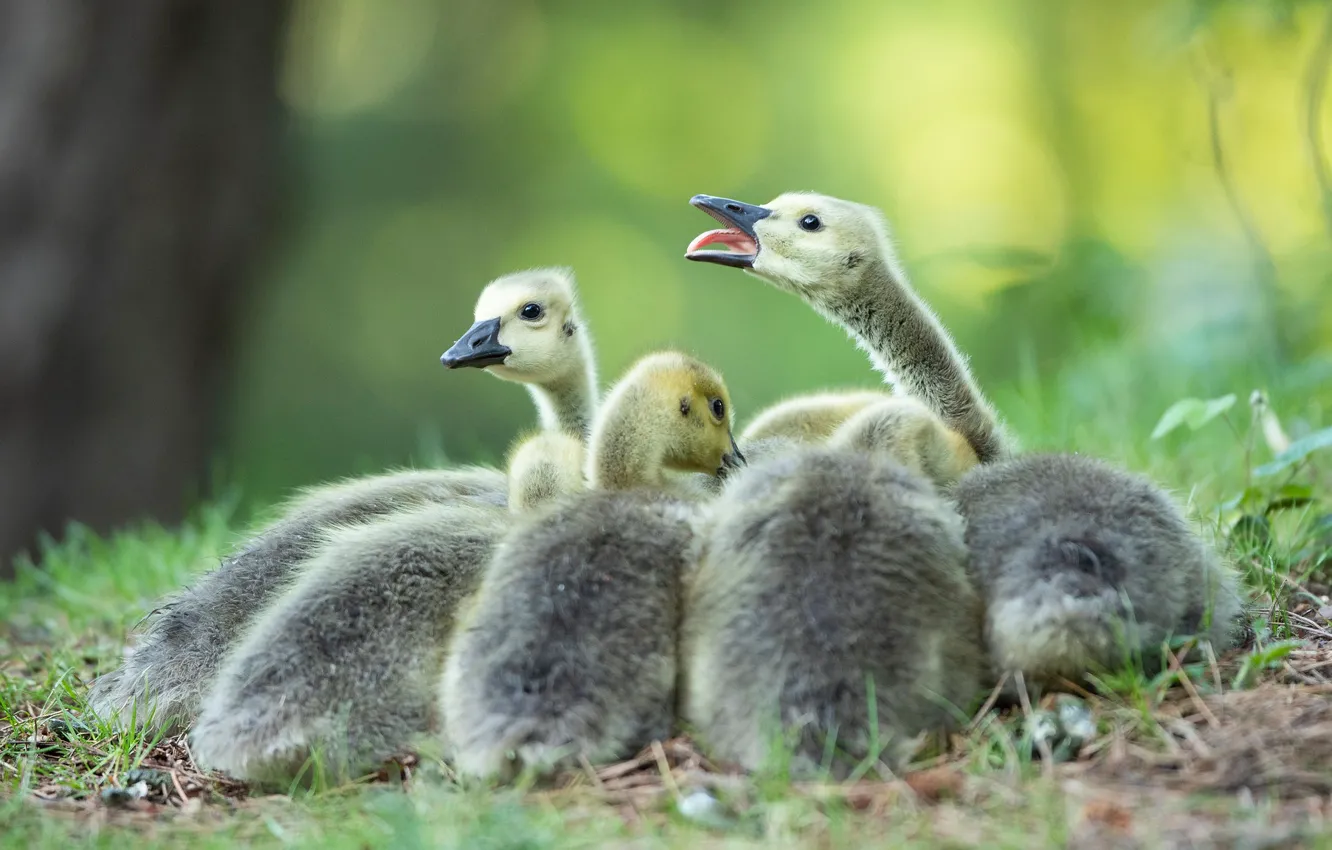 Photo wallpaper language, grass, green, background, bird, glade, beak, Chicks
